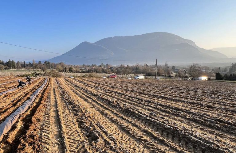 Une Plantation Xxl Le Caveau Bugiste